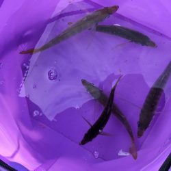 サビキでスズキ